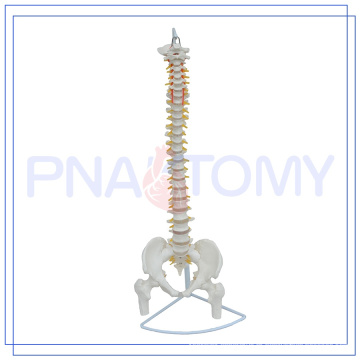 PNT-0121 Modelo de coluna vertebral flexível de 85 cm